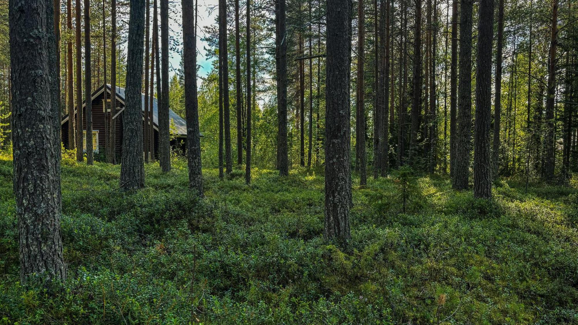 Sky Lodging ~ Sleeping Under The Stars Rovaniemi Exteriér fotografie